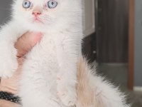 British shorthair kedimiz