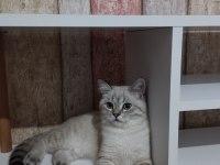 Beyaz Akıllı Ve Çipli British Longhair