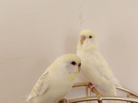 Albino Erkek Kirmizi Goz Disi Damizlik Muhabbet Kuşu
