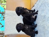 A SCR KIF FCI BELGELİ CANE CORSO YAVRULAR
