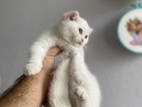 Scottish fold dişi