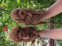 Toy poodle bebekler