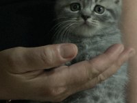 2 Aylık british shorthair dişi kedi