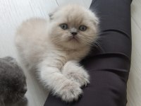 DENİZLİ CİNS YAVRU KEDİLER