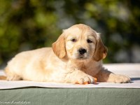 Golden Retriever Yavrular Canlı Görerek Alabilirsiniz