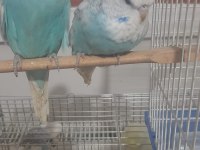 Muhabbet kuşu show jumbo