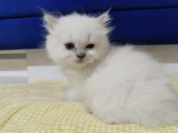 AYI SURAT BRİTİSH VE SCOTTİSH DİŞİ YAVRULARIM
