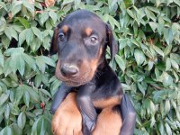 IRK VE SAĞLIK GARANTİ SAF KAN DOBERMAN YAVRULARIMIZ