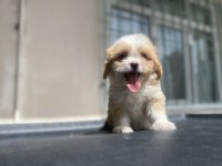 Süper Maltipoo yavrular