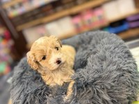 Orj. Babyface Maltipoo Bebeklerimiz