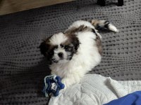 KÖPEĞİMİZ RİO YUVA ARIYOR