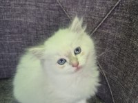 British longhair paşamız hazır