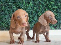 Dachshund mikro sosis yavrular özel renkler