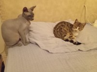 SFENKS OĞLUNA GELİN ARAYAN ULAŞABİLİR
