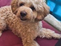 Dişi toy poodle 7 aylık