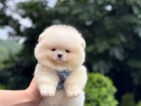 Safkan Irk Ve Sağlık Garantili Pomeranian Boo Yavrumuz