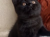 SİMMSİYAH PUMA BSH KEDİLER TESLİME HAZIR