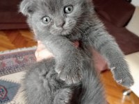 Scottish fold