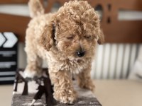 Show kalite Tea cuo kore maltipoo yavrumuz