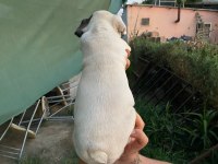 Güzel french bulldog yavrularımız