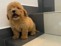 Dünya Tatlısı Maltipoo Yavruları