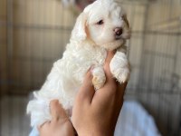 Terrier yavrumuz yeni ailesini arıyor