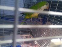 Evcil monk papağanı