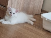 Kedi erkek iki ay scottish straight