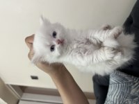 British shorthair yavrular