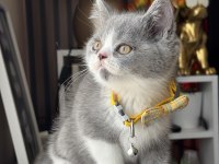 British Shorthair Bicolor