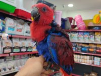 El Besleme Eclectus Bordo-Mavi