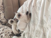 17nisan doğumlu anne baba aynı ırk cins kedimiz