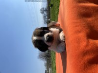 ırk ve sağlık garantili st bernard yavrular