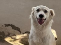 1 yaşında dişi labrador