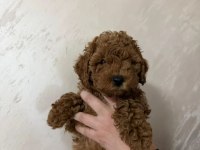 Toy Poodle Veteriner Kontrolünde Büyüyen Yavrularımız