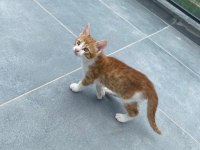 BİRBİRİNDEN GÜZEL BAKIMLI SARMAN KEDİLER