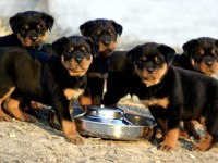 Koca kafa rottweiler yavrularım