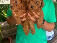 POODLE YAVRULARI ÜCRETSİZ DEĞİLDİR