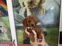 Kore Dişi Erkek Bakımlı Poodle Minnoşlarımız