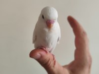 Yeni yeme düşen albino yavru muhabbet kuşu