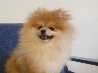 7 aylık pomeranian erkek