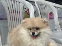 2 aylık erkek pomeranian