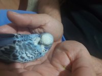 Ele alıştırmalık Jumbo kırıkları kuşlarımız