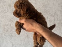 Kore (Teacup) Poodle Dişi 2 Aylık