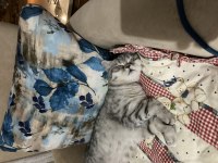 6,5 aylık scottish fold yavrumuz