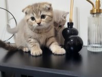 2 aylık scottish fold yavru