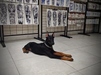 120 Günlük Safkan Dişi Doberman