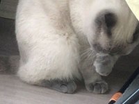 8 aylık scottish fold