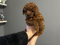 KORE KAN ERKEK POODLE