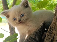 Orjinal Yavru British Shorthair Blue Point Erkek